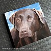 Chocolate Labrador Magnetic Note Pad Square